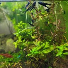 ベルベットブルーシュリンプ　チェリーシュリンプ　10匹の画像
