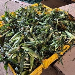 長茄子詰め放題🍆の画像