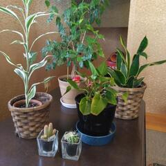 観葉植物　