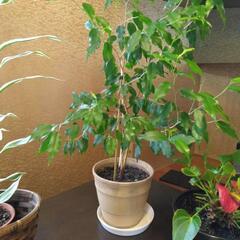観葉植物　の画像