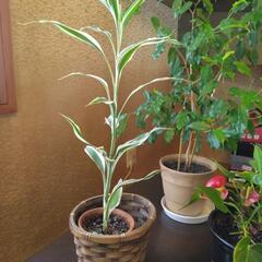 観葉植物　の画像