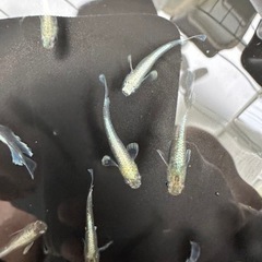 エメキン　　5匹
