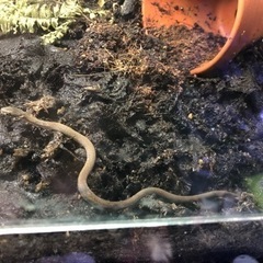 ヒバカリ 探しています