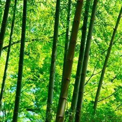 精霊船用の竹（生えている竹）