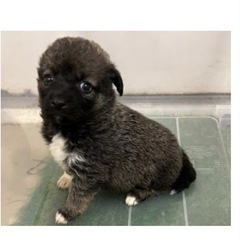 子犬
