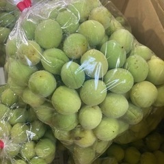 【完売御礼】青梅1キロ　　450円