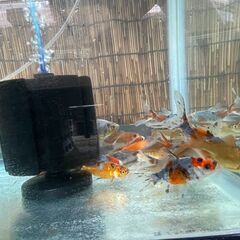 個体整理のため、金魚1匹100円でお譲りしますの画像