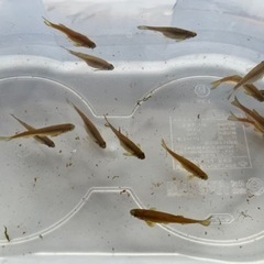 熱帯魚　レオパード・ダニオ　１４匹の画像