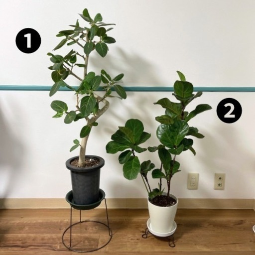 観葉植物2点セット　ゴムの樹