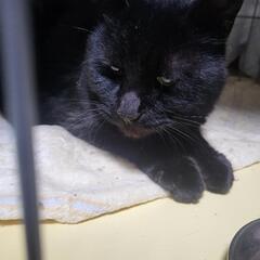 里親募集 - 札幌市