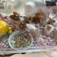 可愛いゴールデンハムスター