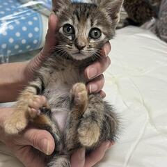 里親様きまりました　小さな小さなキジ猫ちゃん