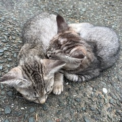 1匹の子猫(野良猫の子供)