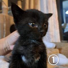 子猫ちゃんの家族に成ってください😽