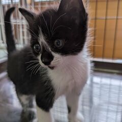 ２ヶ月の可愛い男の子♪　マルちゃんです♥