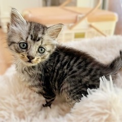 子猫 2ヶ月女の子( ơ ᴗ ơ )