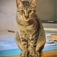 ぐんちゃん♂一歳3ヶ月美男子で賢いキジトラくん