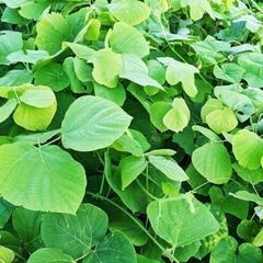 雑草買います//除草作業後の1杯のお金に//ニワトリ、ウサギ、ア...