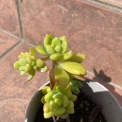 アロエ　多肉植物の画像