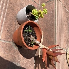 アロエ　多肉植物