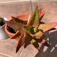 アロエ　多肉植物の画像