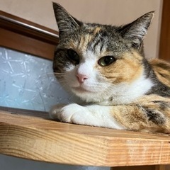 頑張って4匹育てたミケちゃんママ