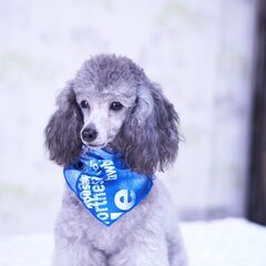 シルバーカラーのプードルちゃん