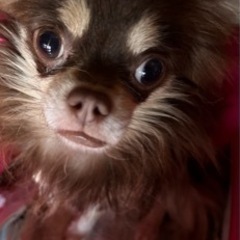 里親さん決まりました。お返事返せなかった方申し訳ありません。