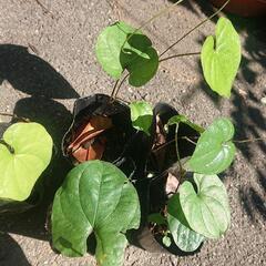 ヤマノイモ 苗 5ポット(5株) 長芋 トロロイモ 自然薯 ヤマ...