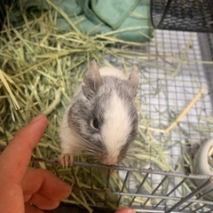 デグー ♂ 1.6歳