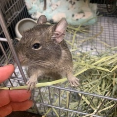 デグー ♂ 1.3歳