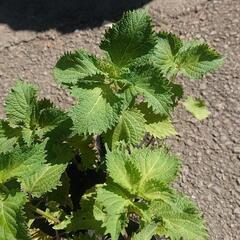 大葉 シソ苗 5ポット(10株) 紫蘇 しそ 青ジソ ハーブ 野菜 家庭菜園 園芸 ガーデニング の画像