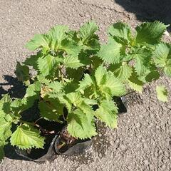 大葉 シソ苗 5ポット(10株) 紫蘇 しそ 青ジソ ハーブ 野...
