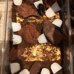 オオクワガタ　幼虫　