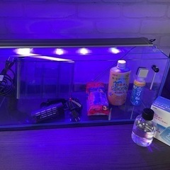 水槽セット　ガラス　60cmの画像
