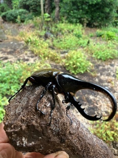 ヘラクレスオオカブトムシ　ペア