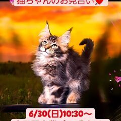 里親募集中！生後2ヵ月メインクーン♂ブラウンタビー(⋈◍＞◡＜◍...