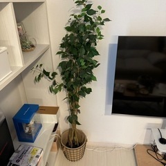 ニトリ　観葉植物　& おしゃれ植木鉢