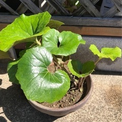 ツワブキ(植木鉢は含みません)