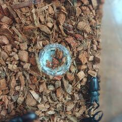 ノコギリクワガタⅡ