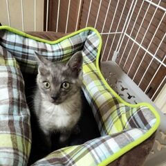 譲渡成立しました！ありがとうございました。眠くなると　くっつき虫...