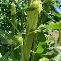 世界一甘いトウモロコシと夏野菜のセット（4）