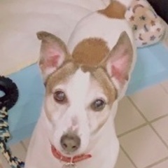 ジャックラッセルテリア🐶🐾