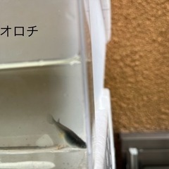 メダカ　オロチの幼魚　　10匹