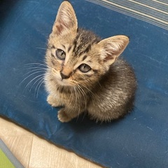 器量よしビビリだけど甘えん坊なキジトラの男の子