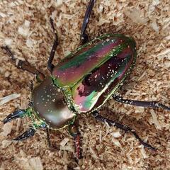 ニジイロクワガタ♂♀ペアの画像