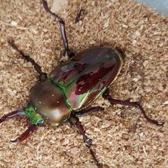 ニジイロクワガタ♂♀ペアの画像