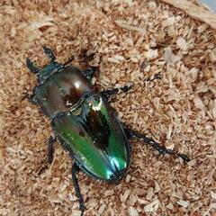 ニジイロクワガタ♂♀ペアの画像