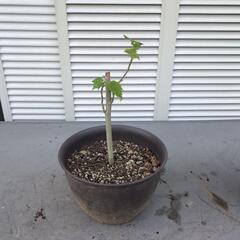 酔芙蓉の挿し木苗②