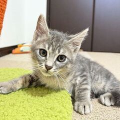 サバトラ、優しく穏やかなイケメンくん